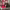 Christmas in the Blue Ridge Mountains (2026) cover