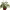 Ficus Benjamina / Weeping Fig (Ficus benjamina) cover