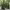 Cupressus sempervirens (Italian Cypress) cover