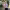 Princess Charlene de Monaco (Meilland) cover