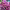 'Plum Perfect' cover