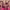Joanna J Kenny's TikTok Videos on Bold Glamour Filter's Deception (March 2023) cover