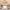 Modern Floral Metal and Glass Ceiling Pendant Lamp - Gold (Reinventa 2026) cover