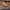 Arizona Bark Scorpion (Centruroides sculpturatus) cover