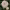 Rosa 'Macmillan Nurse' cover