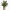 Cast-Iron Plant (Aspidistra elatior) cover