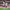 Luigi (Palmeiras) cover