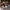 Baxton Studio Linas Mid-Century Modern Walnut Finished Coffee Table cover