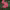 Reminiscent® Coral (Proven Winners) cover
