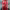 Red Queen (Reina Roja) cover