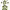 Catnip (Nepeta cataria) cover