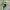 Philodendron Florida Beauty cover