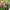 Candy Cane (Oxalis Versicolor) cover
