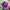 Dahlia 'Edinburgh' cover