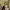 Sara Bareilles y Joe Tippett cover