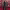 Nadia Ferreira y Marc Anthony (Latin Grammy 2024) cover