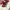 https://res.cloudinary.com/billionhands/image/upload/v1779798492/items/rrkylfiqimx5moobmnjz.jpg-3cover