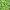Duckweed (Lemna minor) cover