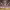 American Royal Livestock Show cover