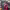 J Balvin y Valentina Ferrer cover