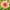 Dahlia 'Rhubarb and Custard' cover