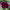 Purple Dahlia cover