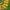 Truly Tiny Banana cover