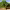 Everbearing Mulberry Tree cover