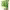 Mejores plantas ornamentales para jardines modernos cover