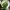 Shiso cover