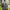 Traje de Tweed Harris cover