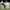 Komondor cover