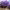 Jacaranda cover