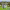 Granja de Lana cover