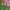 Orchid Tree (Bauhinia variegata) cover