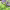 Alliums cover