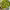 Pesto de Aguacate cover