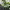 Dwarf Green Anole (Anolis isolepis) cover