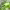 Epipremnum Pinnatum Marble Queen cover