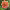 Dahlia 'Orange Hype' cover