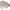 Diplodus annularis cover