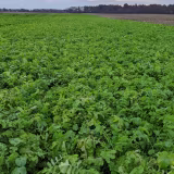 Better nature-based solutions for sustainable agriculture cover