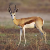 Top animales terrestres veloces que van dejando estelas de polvo a su paso cover