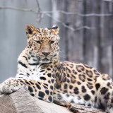 Principales especies en peligro de extinción y los esfuerzos por salvarlas cover