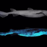 Principales especies de animales bioluminiscentes y su impacto en la ciencia cover
