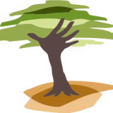 Mejores programas de reforestación que han recuperado bosques y selvas cover