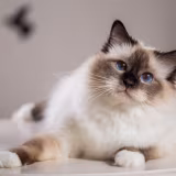 Fashionistas Felinos: Las Razas de Gatos Más Elegantes cover