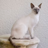 Razas de gatos más populares en internet cover