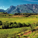 Los pueblos con el mejor vino del Languedoc cover