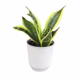 Low-maintenance indoor plants for offices cover